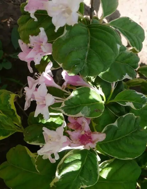 🌺 Вейгела квітуча Caricature (Вейгела "Карікатюр")