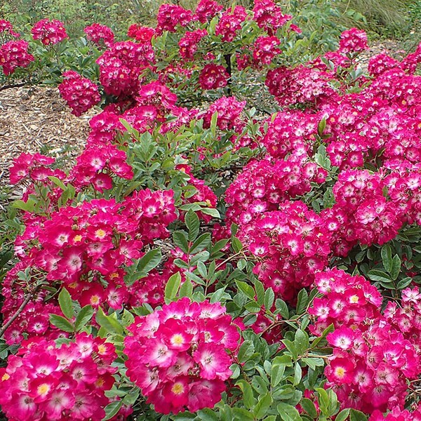 Ред Балерина — Red Ballerina / Marjorie Fair