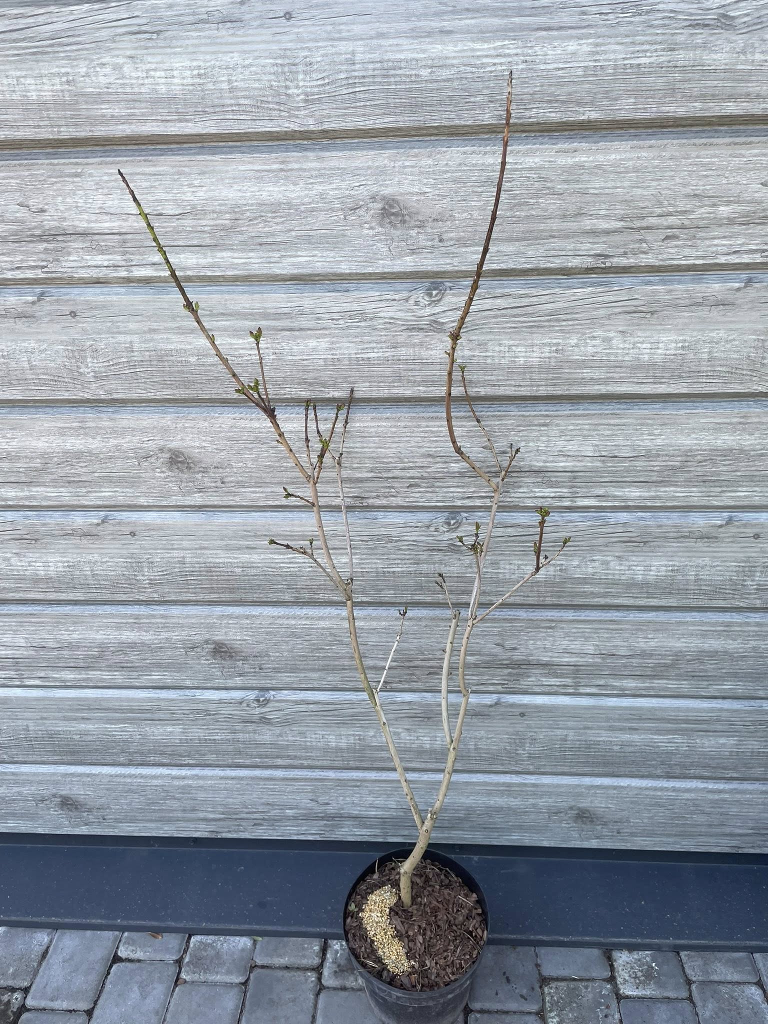 Скумпія шкіряста 'Голден Спіріт' (Cotinus coggygria 'Golden Spirit')