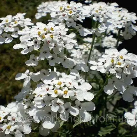 Іберіс White ( в горщику )