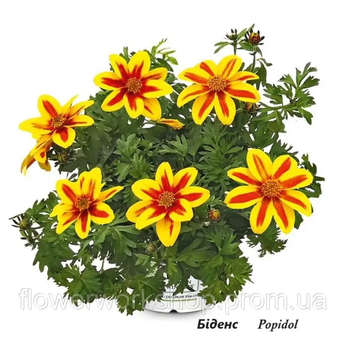 Біденс Popidol - касетна розсада