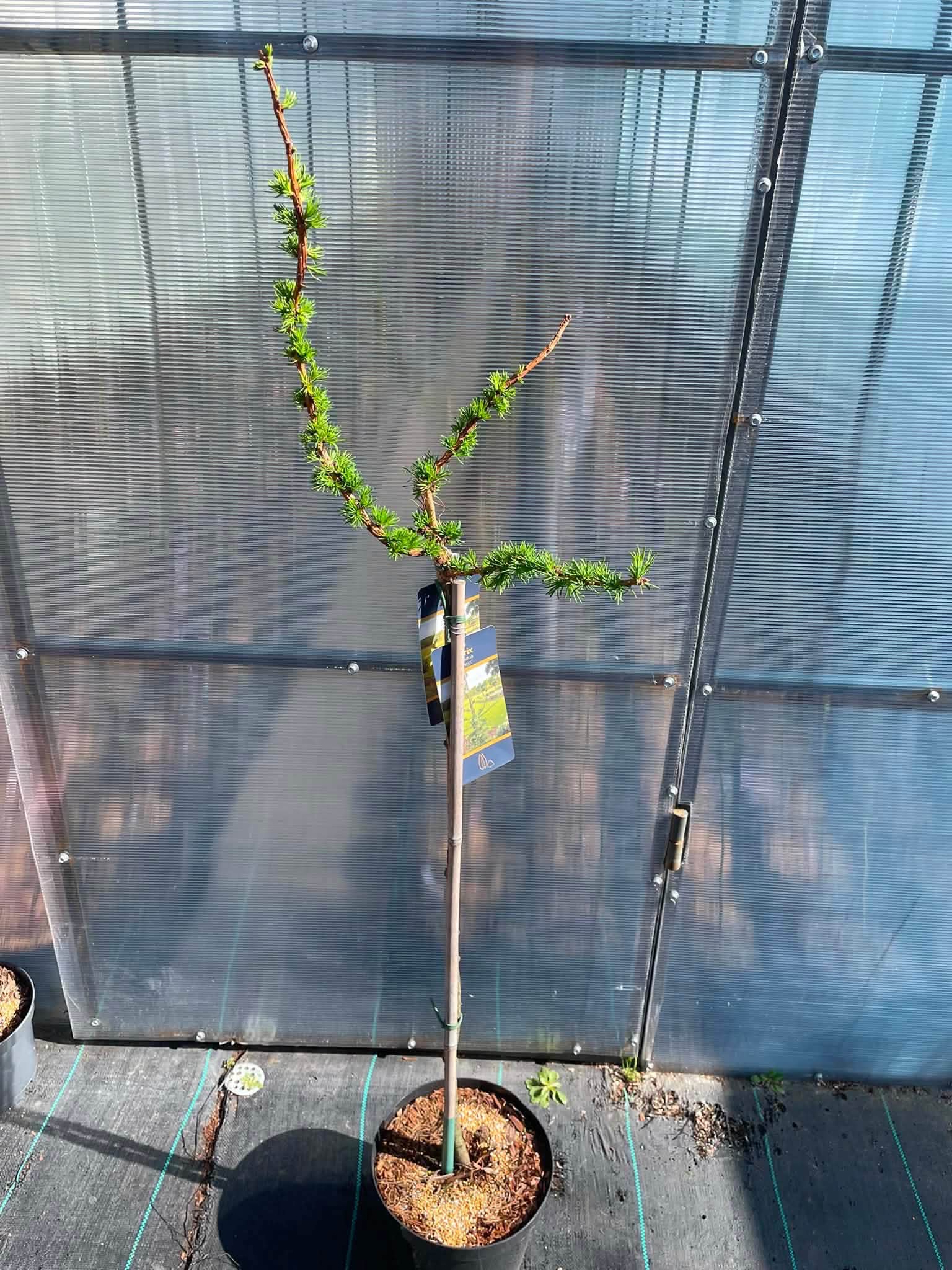 Модрина європейська 'Крейчі' (Larix decidua 'Krejci')