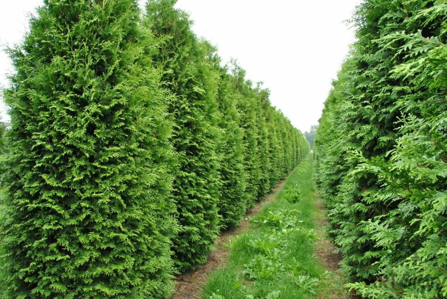 Туя Брабант в комі (мішковина) 100-120см