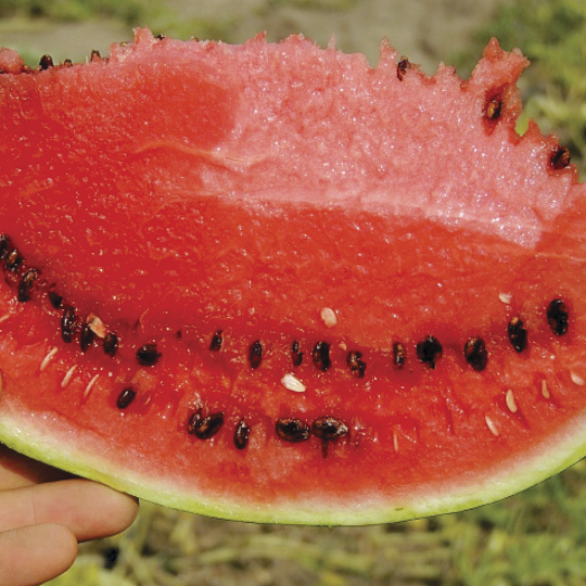 Кавун Продюсер (Агризаден) 0,5 кг