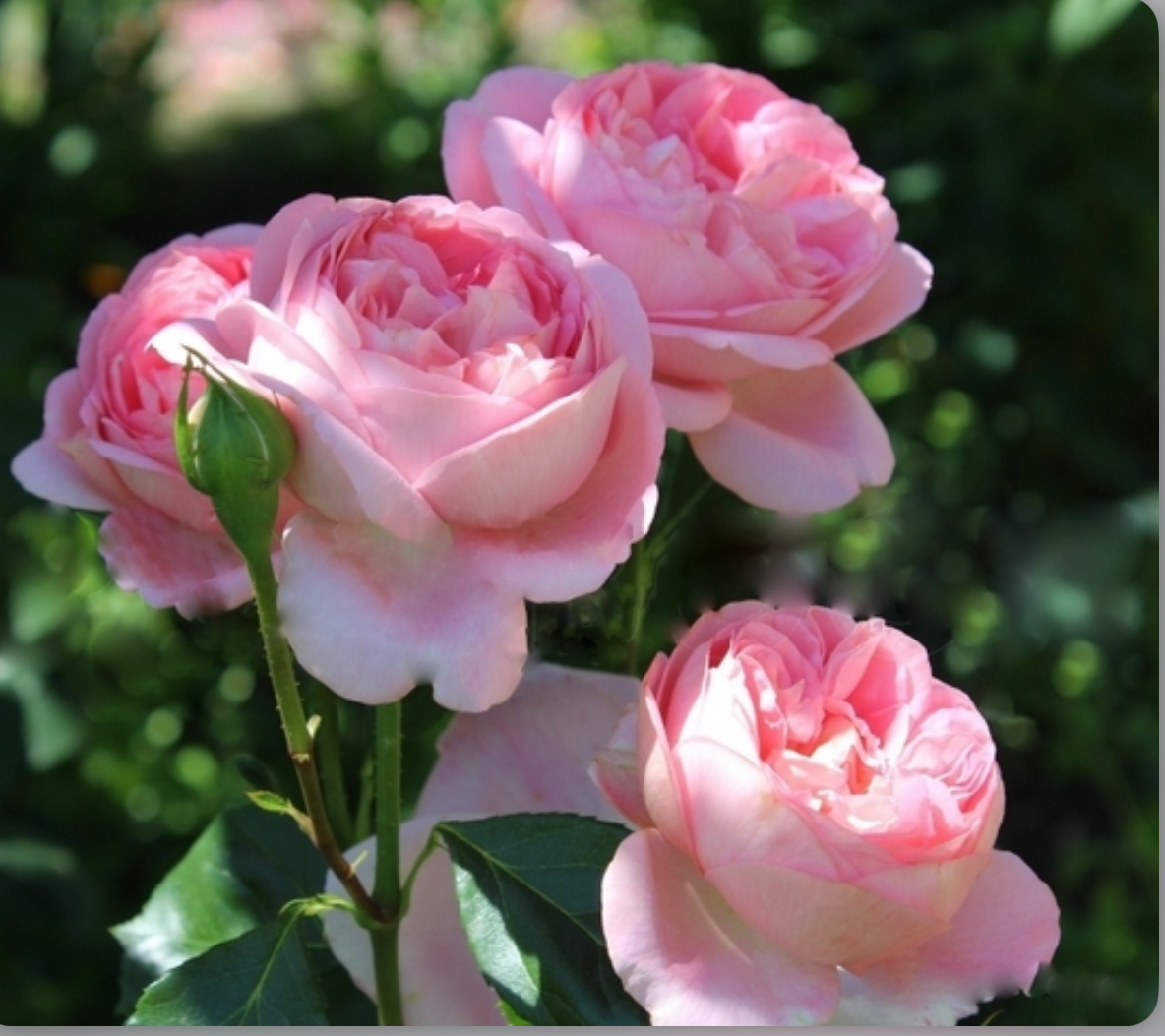 Троянда вояж