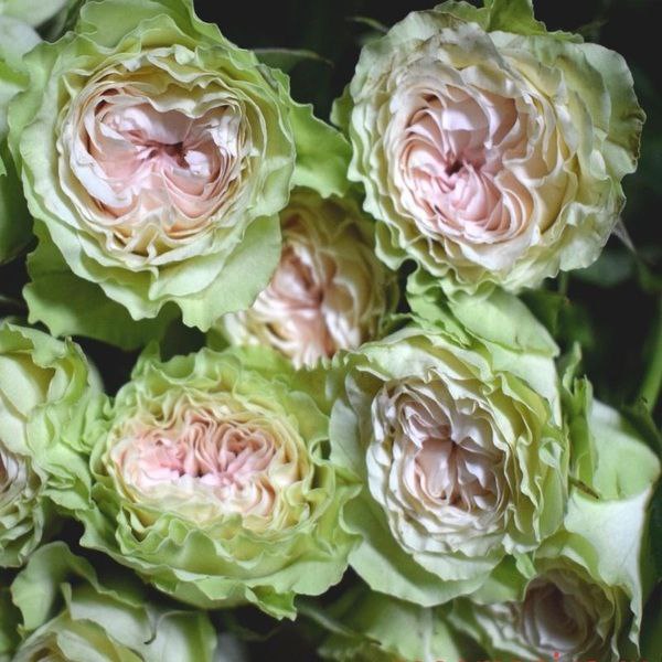 Грін Пінк (Green Pink)