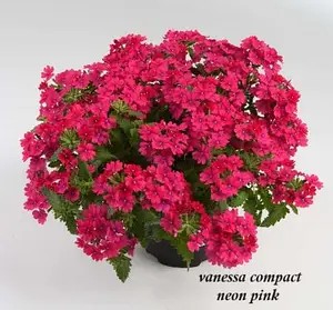 Вербена (касетна розсада) Vanessa Compact Nepn Pink.