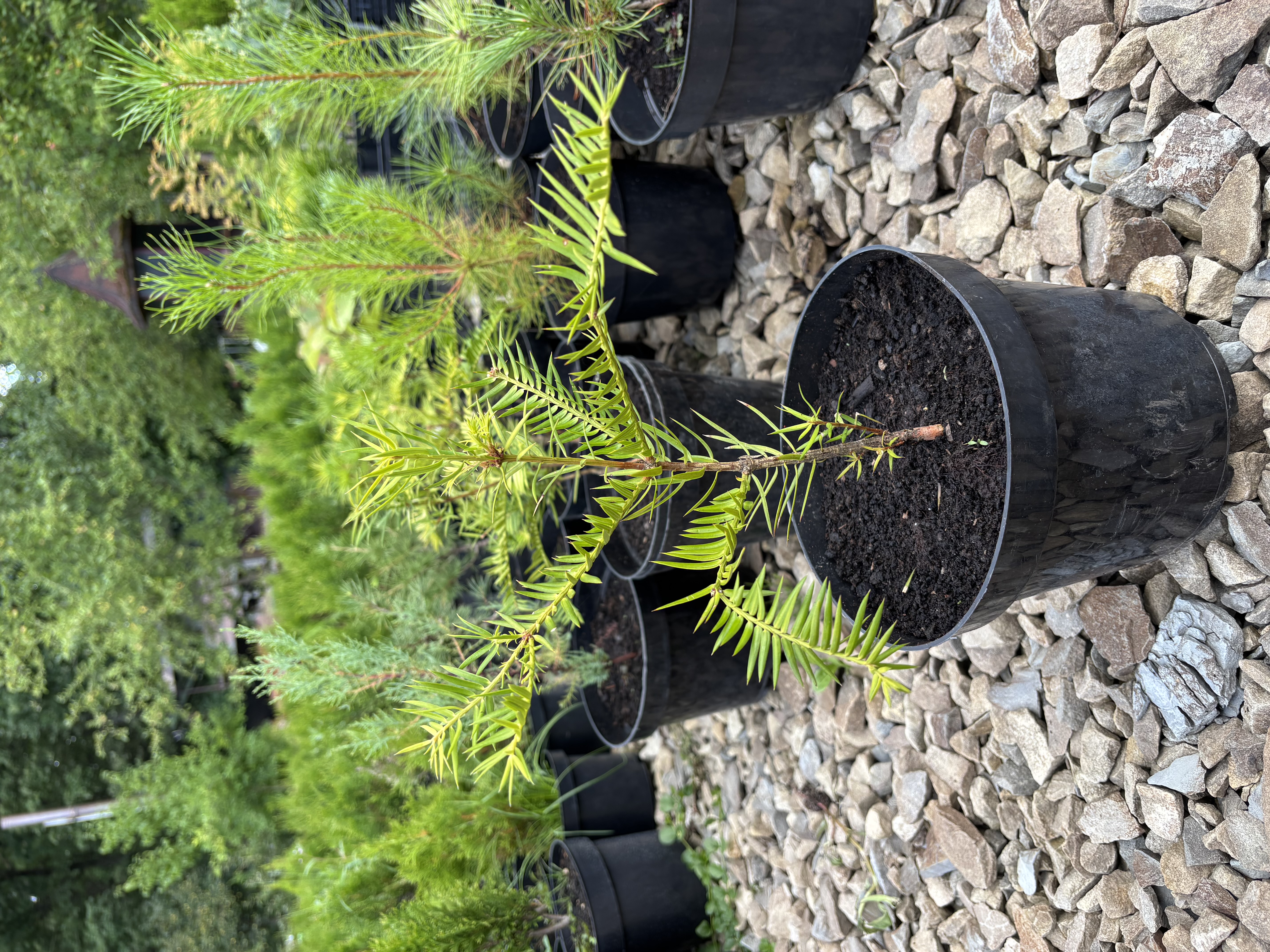 Торрея крупна