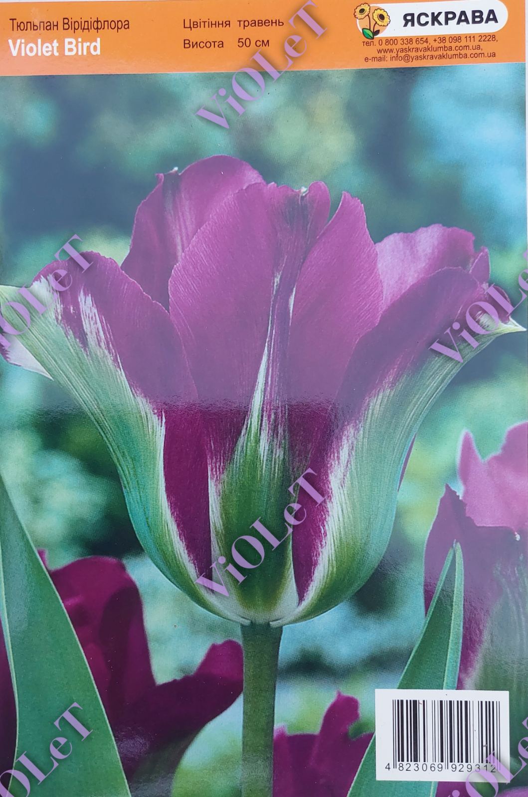 Violet Bird, тюльпан вірідіфлора, 10/11, 1 шт.