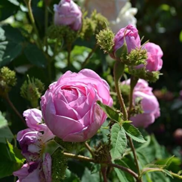 Шапо ді Наполеон (мохові) Chapeau de Napoleon