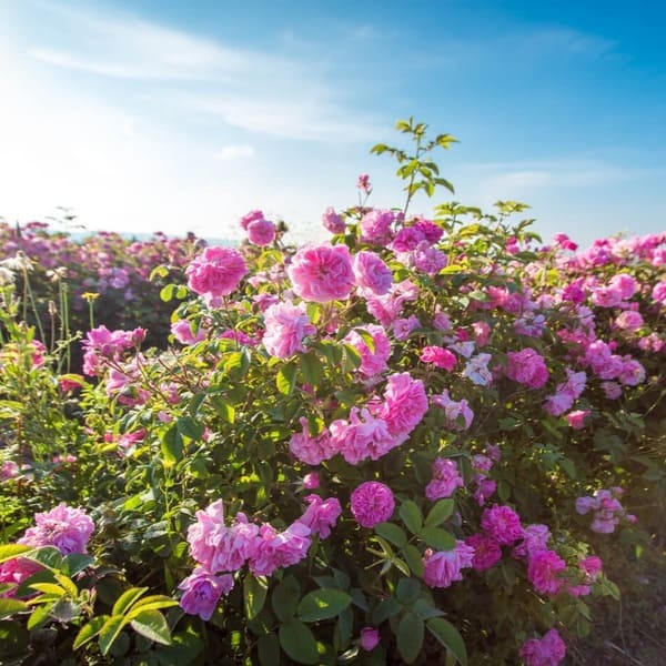 Казанлик — Kazanlik (дамаська)