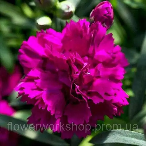 Гвоздика Dinamic Violet (касетна розсада)