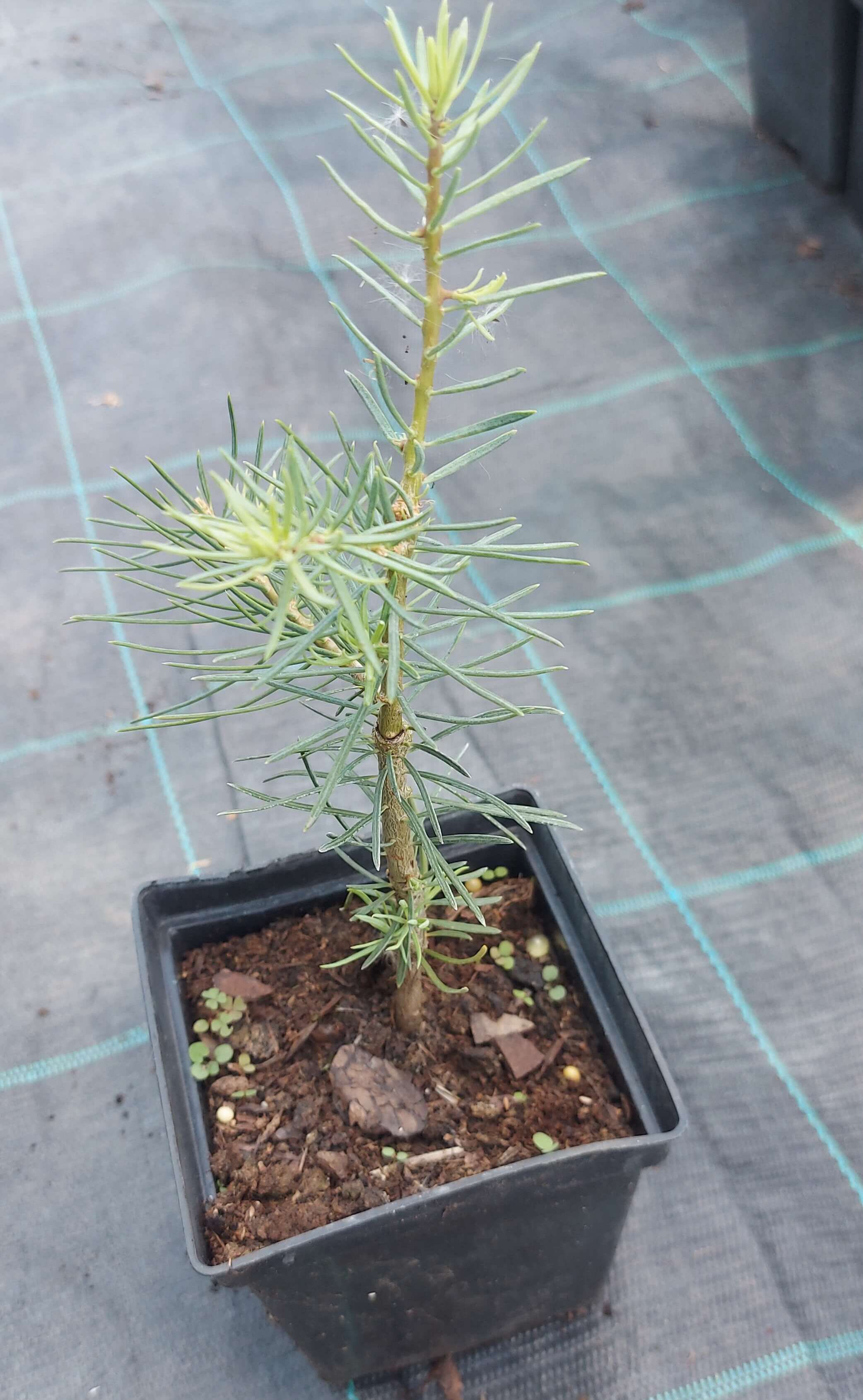 Ялина одноколірна  (Abies concolor)