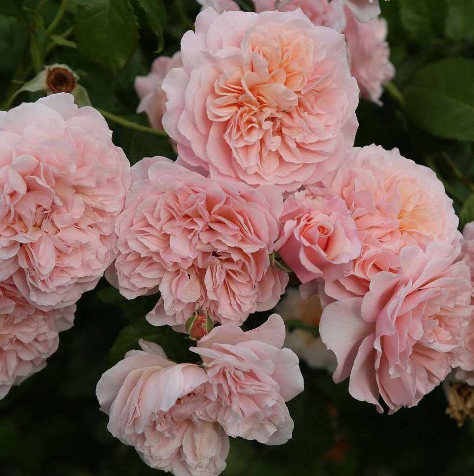 Роз де Толбіак (Rose de Tolbiac)