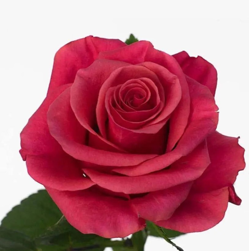 Таказі (Tacazzi)