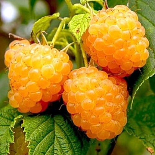 Малина Жовта Карамелька