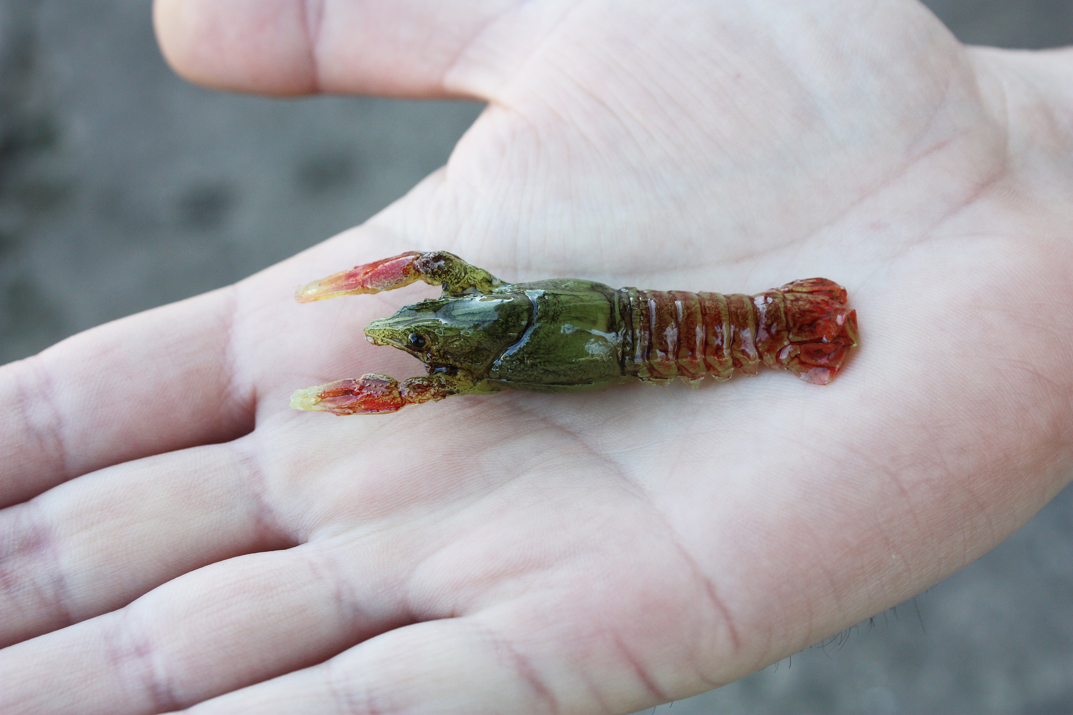 A&S Craw 2.5