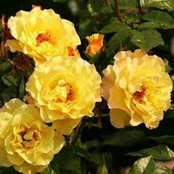 Ругельда — Rugelda (ругоза)