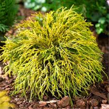 Кипарисовик горохоплідний Sungold