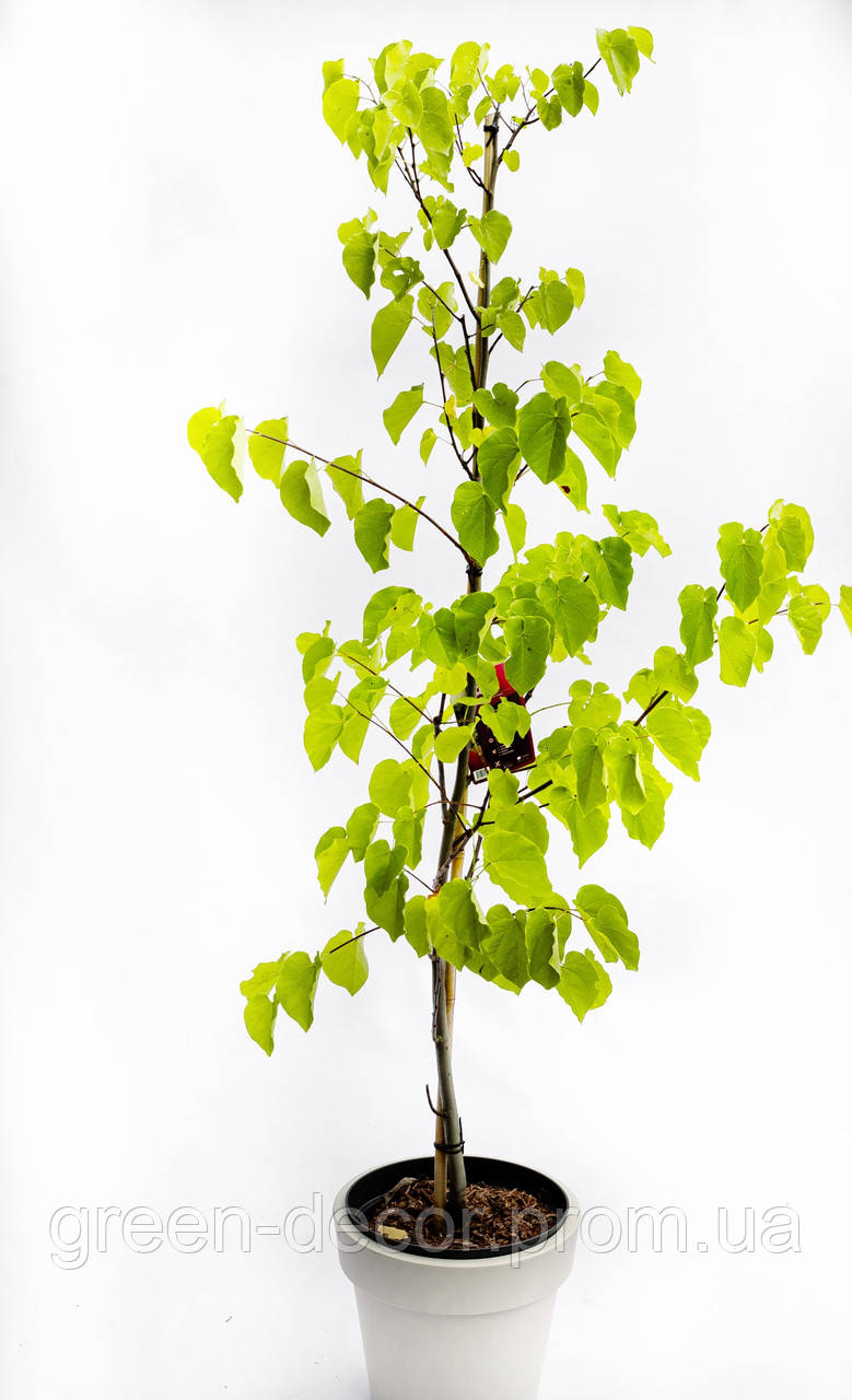 Церціс Канадський Пінк Пом Понс – Cercis Canadensis Pink Pom Poms /h 140-150