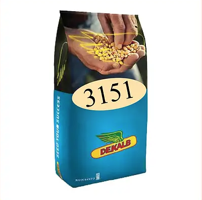 Насіння кукурудзи ДКС 3151 Монсанто ФАО 200 Кукурудза високої врожайності
