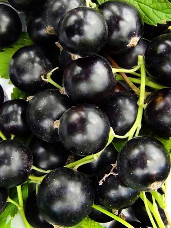 Смородина Софіївська