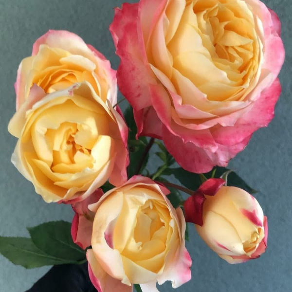 Принцеса Сукі — Princess Suki