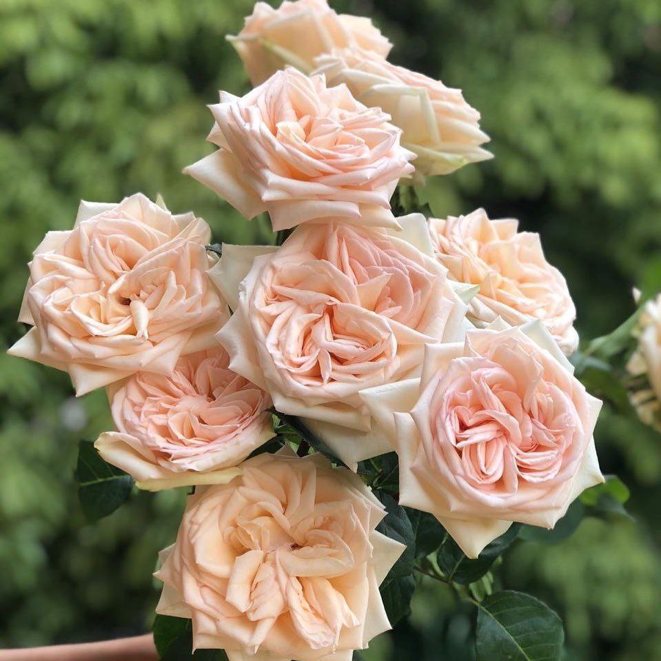 Принцеса Мая (Princess Maya)