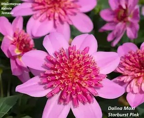 Жоржина Dalina Maxi Starburst Pink (касетна розсада)