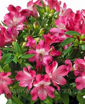 Альстромерія Romance (в горщику р.16)