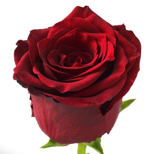 Експлорер (Explorer)