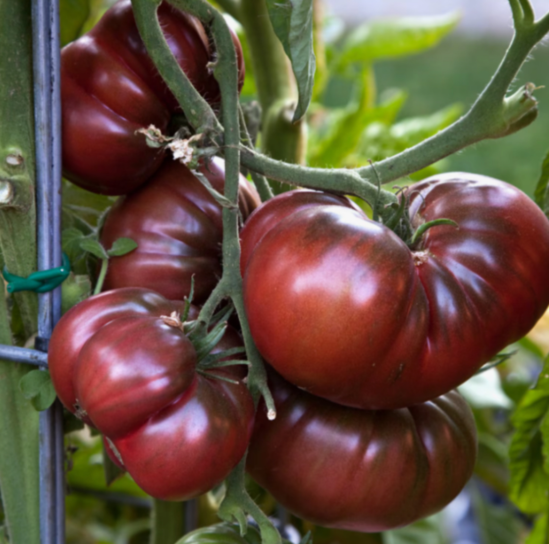 Помідор ворлон 10 насінин