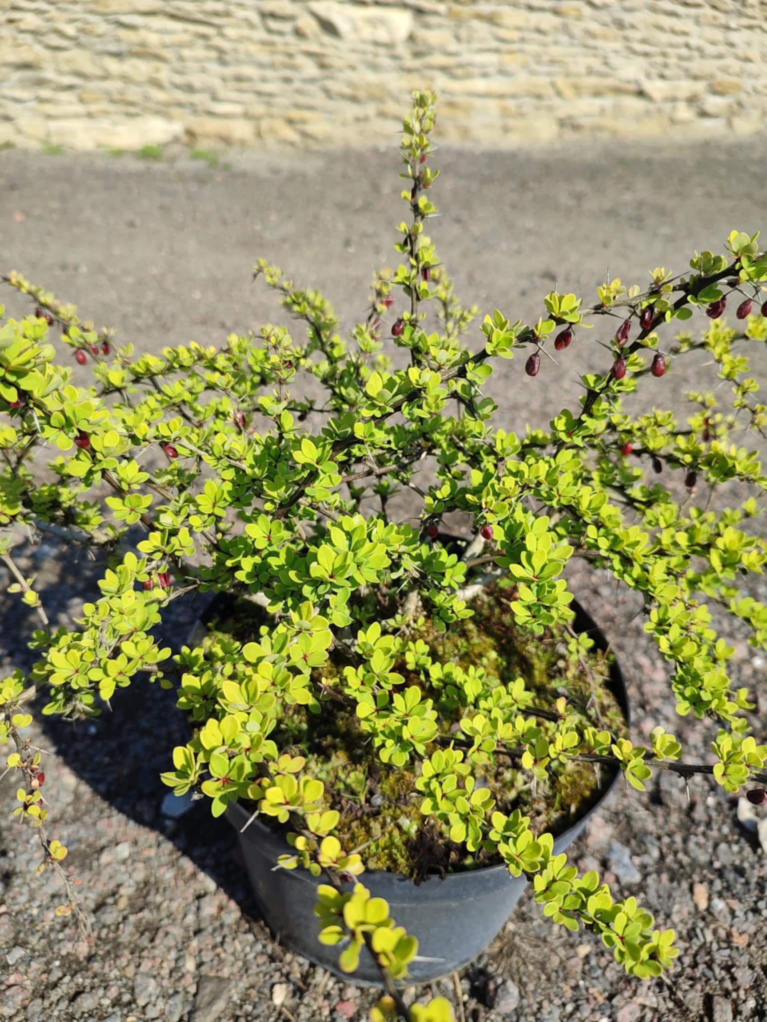 Барбарис "Green Carper"