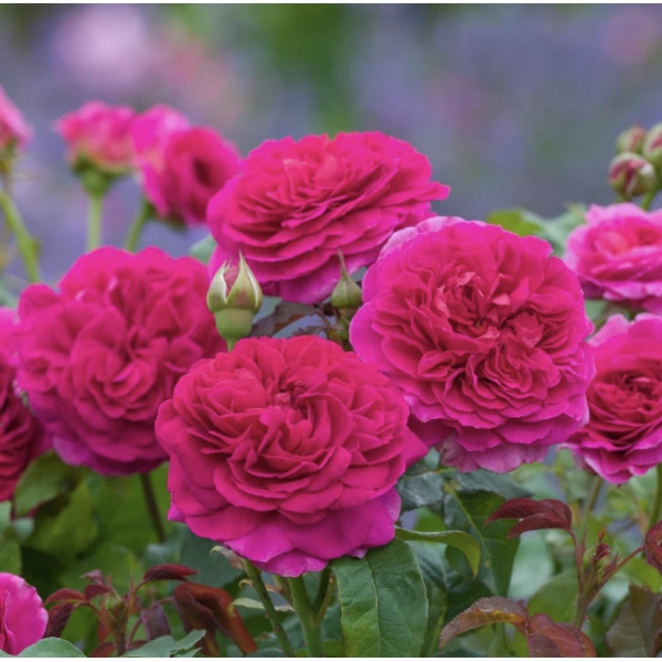 Гебріель Оук — Gabriel Oak