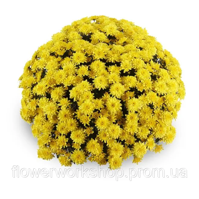 Хризантема Мультифлора Amadore Yellow -- в горщику р.12