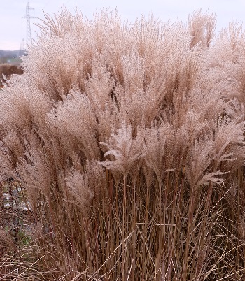 🌾 Miscanthus sinensis "Versammlung"