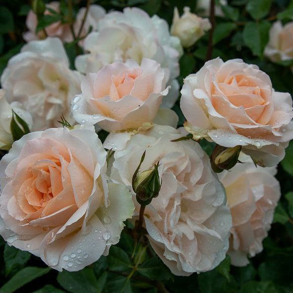 Сан Сусі (Sans Souci)