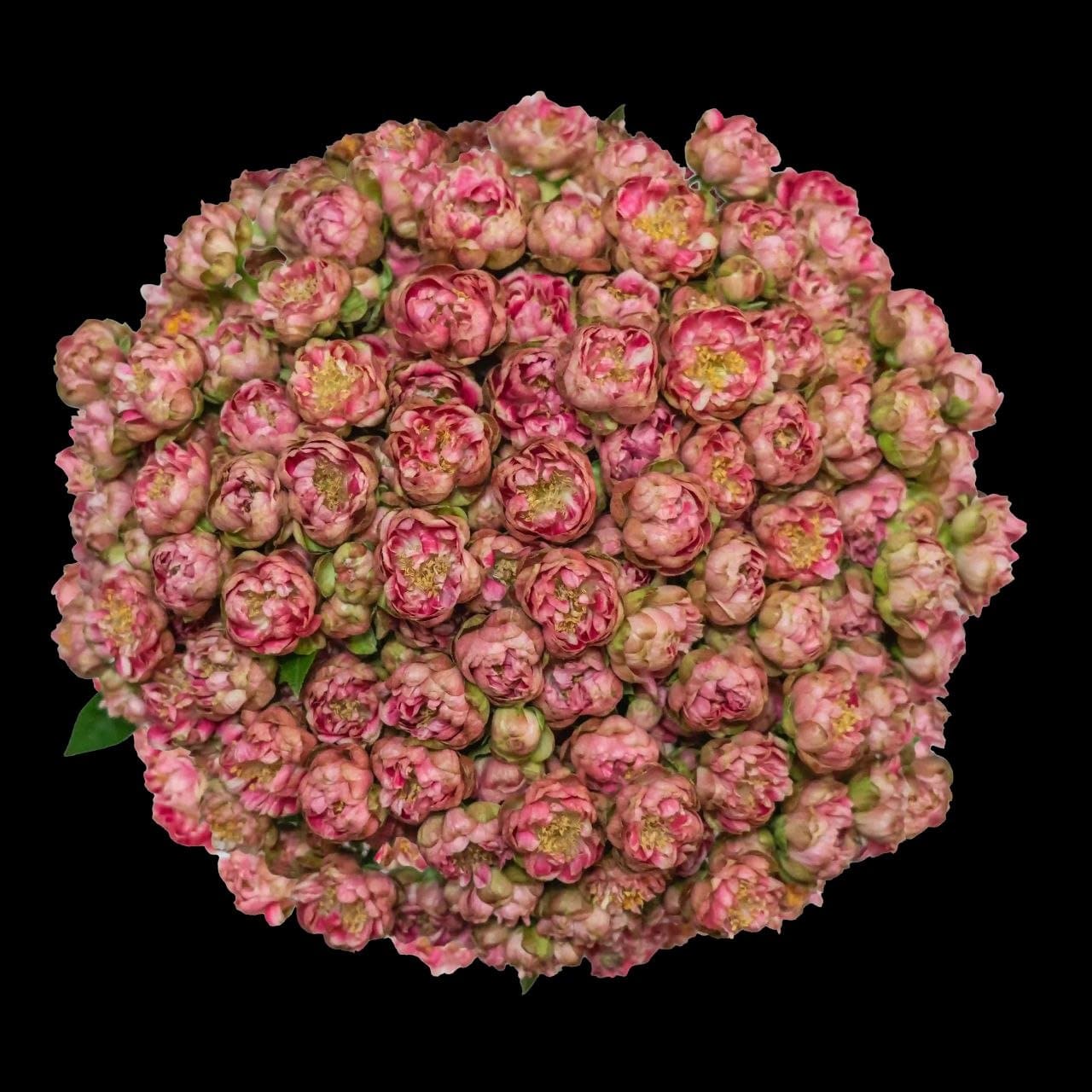 Джипсі Чері (Gypsy  Rose  Cherry)