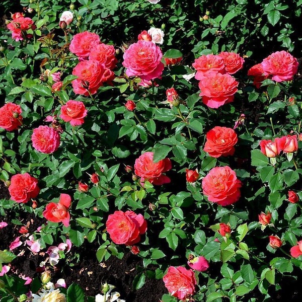 Рене Саммют — Reine Sammut