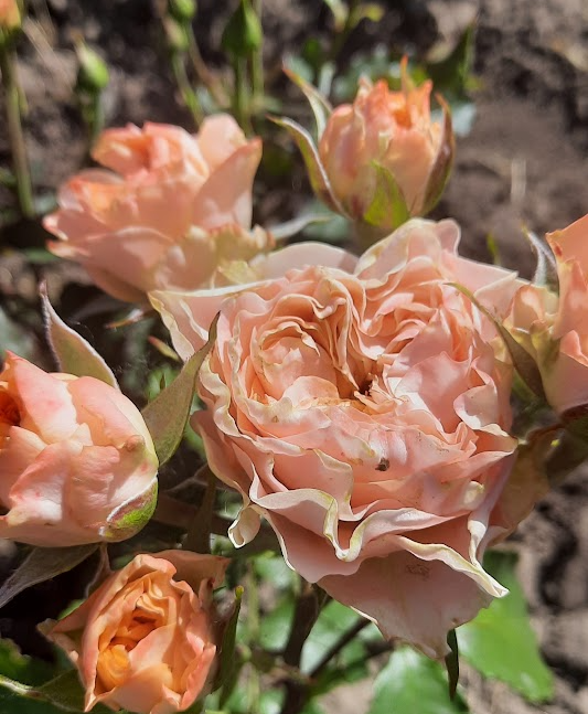 Лівінг Корал — Living Coral