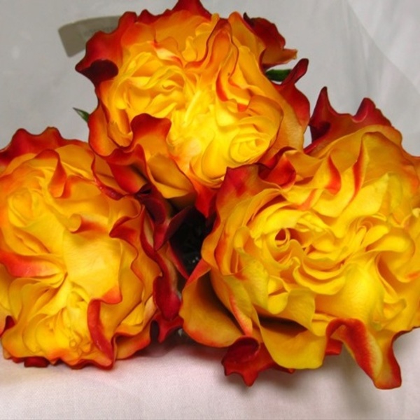 Сансет Експрешн — Sunset Expression