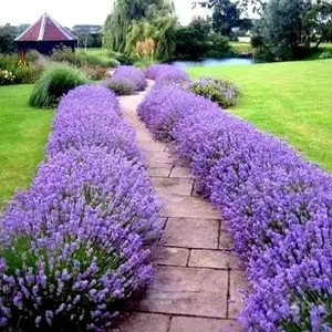 Лаванда Рlatinum Nico (касетна розсада)