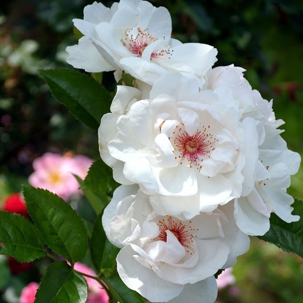 Жаклін дю Пре — Jacqueline du Pre