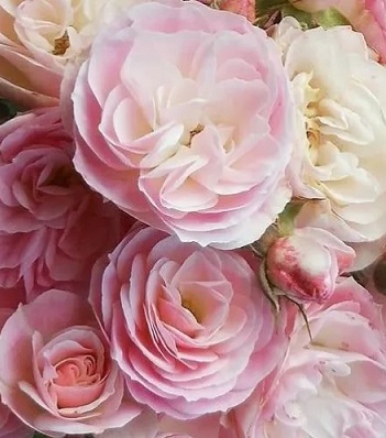 🌹 Троянда мускусна "Bouquet Parfait"