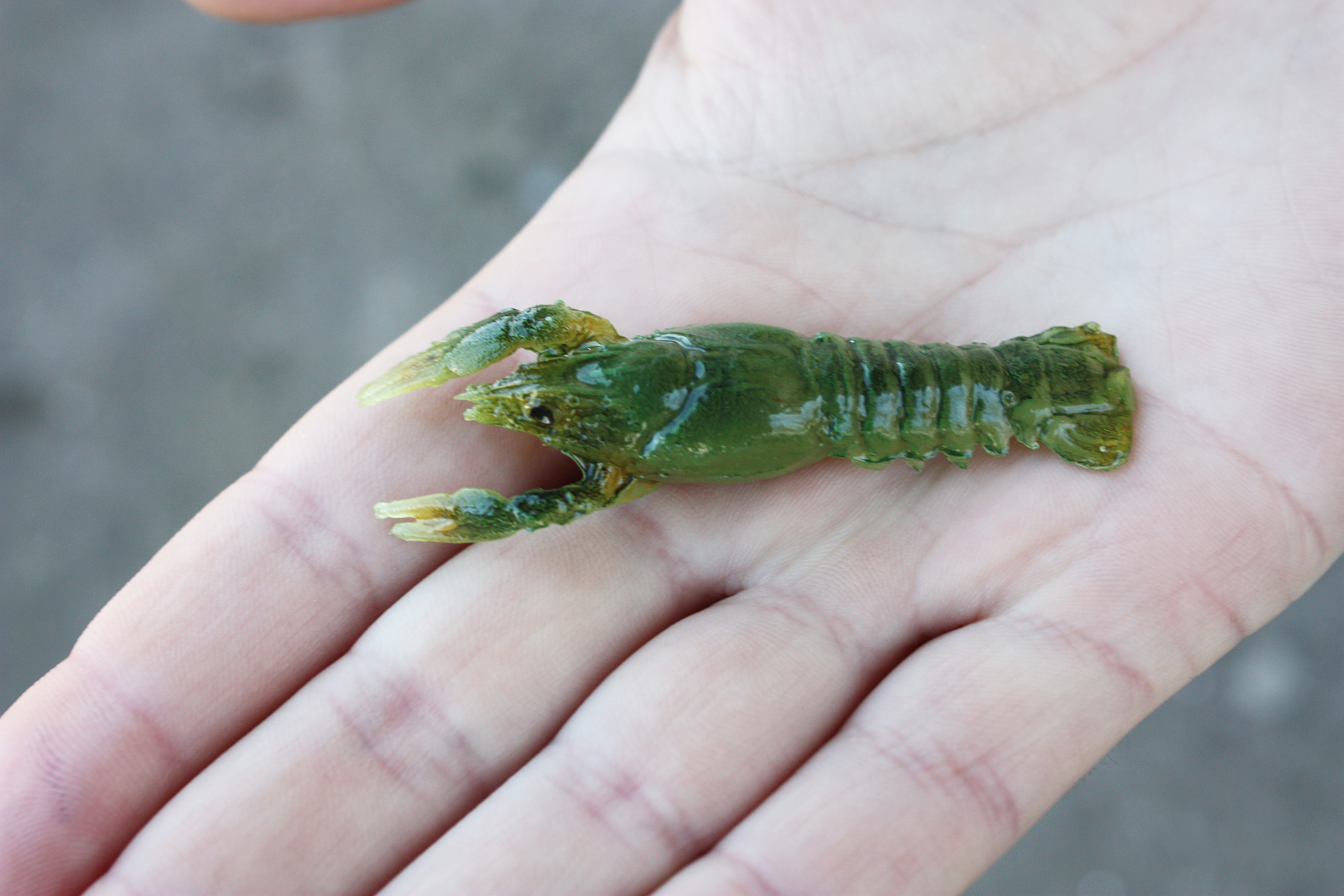 A&S Craw 2.5" (65мм) Зелений