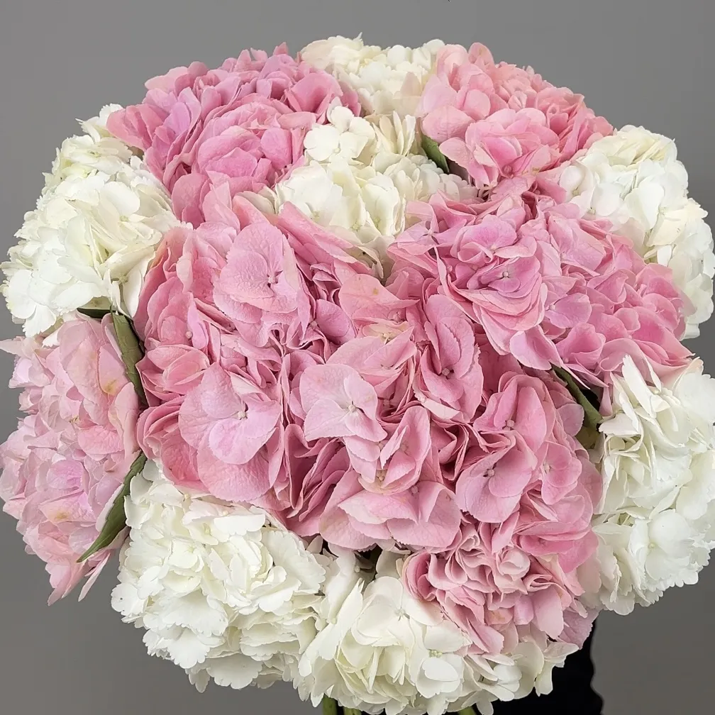 Hydrangeas Mixed