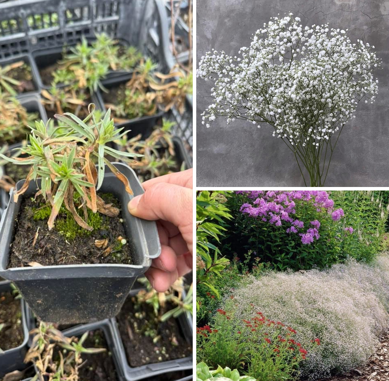 Гіпсофіла р9