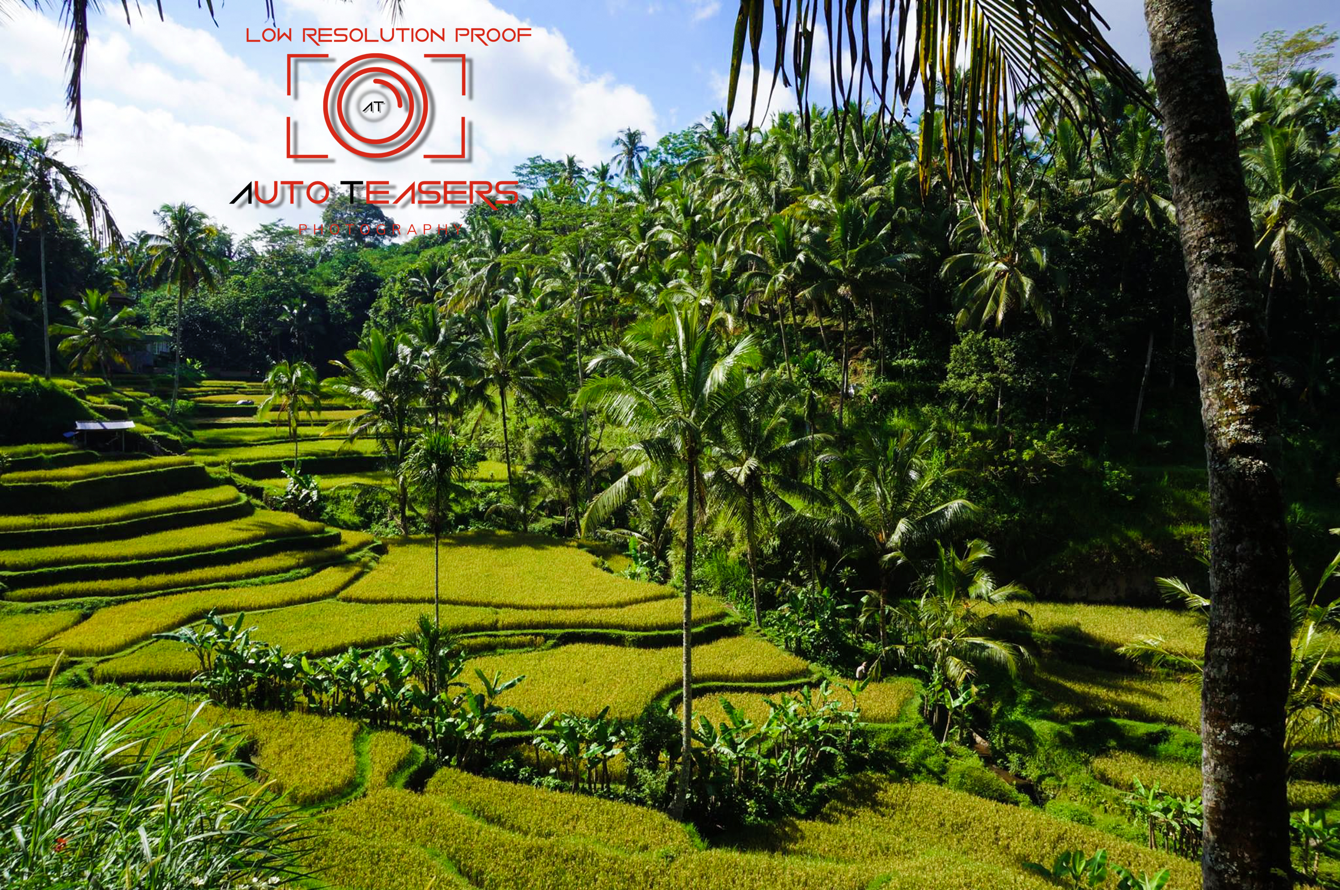 Bali Rice Paddie