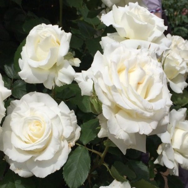 Папа Іоан Павел ІІ — Pape Jean Paul II