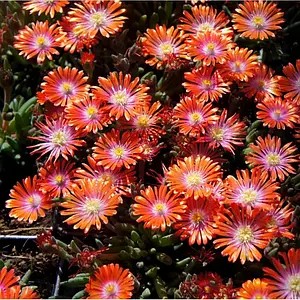 Делосперма Jewel of Desert Sunstone в горщику р.10